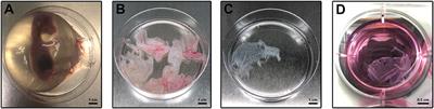 Progesterone Prolongs Viability and Anti-inflammatory Functions of Explanted Preterm Ovine Amniotic Membrane